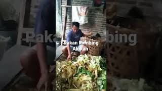 pakan  domba Garut yang baik || Ternak kambing #shorts