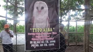 Burung Tyto Alba Berkembang Petani Pun Senang