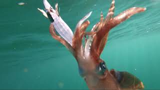 Yamaha Waverunner 2013 fishing setup. Squid and Cuttlefish.