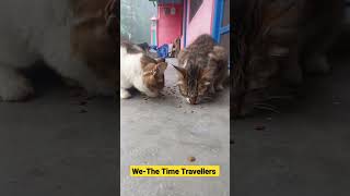 Breakfast Time|We-The Time Travellers #breakfast #cats #youtubeshorts