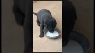 Cute dog drinking milk #doglover #viral #shortvideo#trending