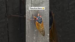 “The Invasion” The Eyes See All🤣#shortvideo #cicadas #shortsfeed #freaky #shorts #invasion #run