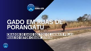 GADO EM RUAS DE PORANGATU