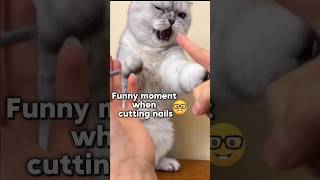 Funny moment of a cat getting its nails done🤣 #prank #funny #fun #short #explore #jokes #shorts