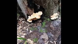 First Chicken Of The Woods