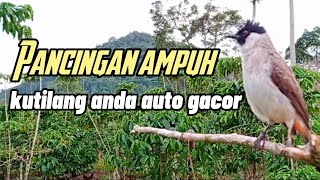 Pancingan Ampuh !!!! Burung Kutilang Lain Pasti Nyaut Auto Gacor