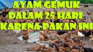 CARA MEMBUAT PAKAN FERMENTASI UNTUK AYAM