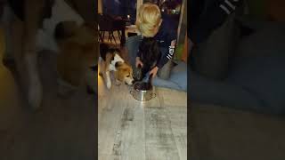 I think she don't liked the trend #dog #trending #cool #funny #fypシ゚viral #shortsvideo