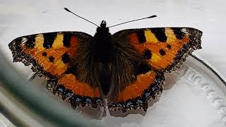 Butterfly pumasok sa bahay namin|