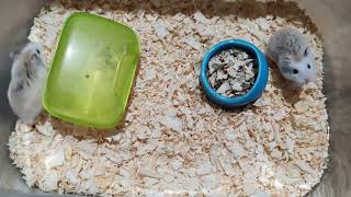 Roborovski Hamster #Vlog Day 1