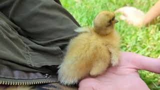 More Cute Baby Call Ducks