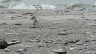 Sanderling