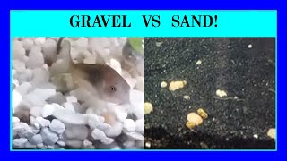 Episode 31: Gravel or Sand? Choosing the Right Substrate For Your Aquarium.