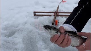 Salmon through the ice during a snow squall #icefishing