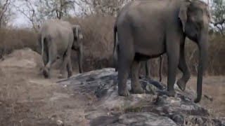 Wild India: Elephant Attack