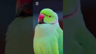 Beautiful Green Parrots | Colorful Birds & Relaxing Nature Sounds | Beautiful Bird Sounds