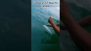 Sambaran gt blue fin #shorts #bluefin #gianttrevally #strikegt #gt #gtfishing #poppinggt #casting