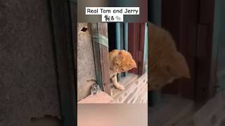 Real tom and jerry 😼🐭 #shorts #viralvideos #shortsviral #cat