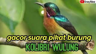 kolibri wulung gacor