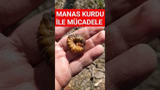 Manas kurdu ile mücadele. #viral  #shorts #short #shortvideo