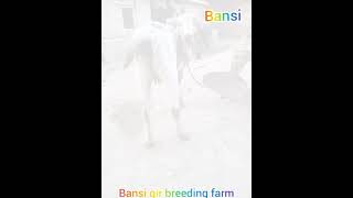 gir cow Gujarat
top class gir breeding in my bansi
father.buso