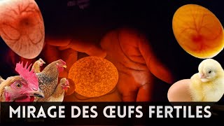 Attention éviter de mettre les œufs non fertiles dans votre couveuse