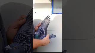 Racing pigeon Org. Šeki Šeki 🕊🕊