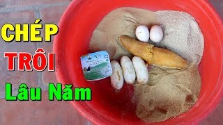 Câu Cá Chép,Trôi Củ Lâu Năm Hiệu Quả Hơn Với Bài Mồi Đơn Giản