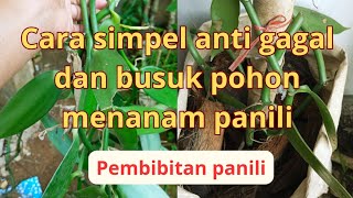 cara simpel anti gagal dan busuk nanam panili