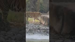 # Jangle me tiger 🐯🤫#amazingfacts 😘😘#shortvideo......