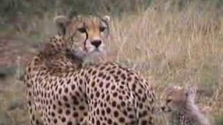 African Safari 2001 TRAILER