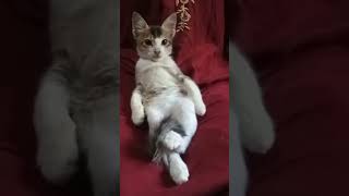 funny cat style | Cute Kitty   Meow 😺