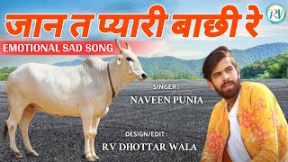 🐄 Gau Mata Song 🥺 जान त प्यारी बाछी रे 😥 Naveen Punia // RV Dhottar Wala // New Haryanvi Song 2022