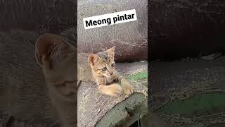 kucing kampung #kucingimut #kucingkampung