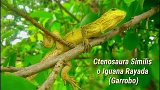 Lizard lagartija iguana garrobo puntos negros como le hace sonido del reptil ojo rayas verde blanco