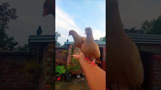 Peaceful Pigeons in My Hand 🥰 #birds #pigeon #pets #shorts