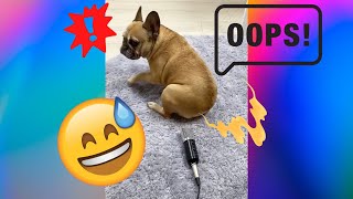 this Frenchie got shocked by his own fart😳