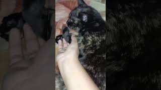 My cat is angry with me 🥺🐱 | #shorts #viral #ytshorts #pets #cat #love