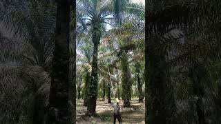 Panen sawit pokok 9 meter