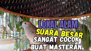 PERKUTUT LOKAL - MASTERAN/PIKATAN