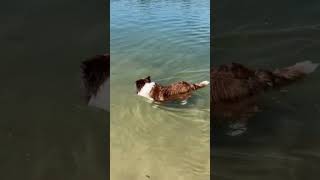 Very cute #dog swimming in a river #beach #bordercollie  #shorts #youtubeshorts #puppy