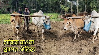 গ্রাম বাংলার হারিয়ে যাওয়া ঐতিহ্য। লাঙ্গল দিয়ে জমি চাষ