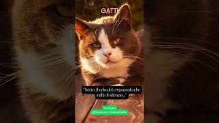 Sotto il velo del crepuscolo che culla il silenzio #gatti #animali #aforismi #frasedelgiorno