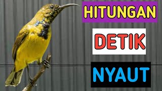 🔴HITUNGAN DETIK NYAUT❗❗ PANCINGAN SOGON HANYA HITUNGAN DETIK NYAUT