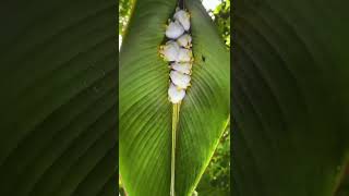 honduran white bat