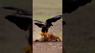 eagle attack a cat  #eagle #cat #shorts