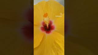 #homegrown #hibiscus #cayena #yellow #flowers #flores #flora mi amuleto mi talisman