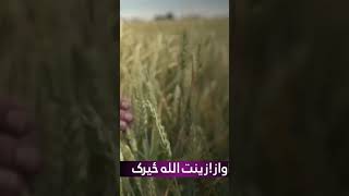 نوې ترانه!ستا په تږو دښتو به شال د شنو اوبو ږدم