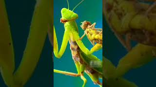 Mantis Religiosa Extraodinarios Datos...😦 #Shorts #Datos #insectos #tiktoks #curiosidades