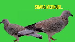 Jadi begini suara merkuri..